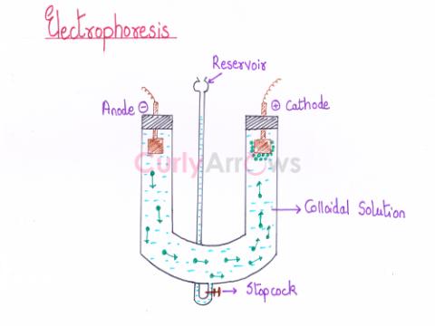 Definition of Electrophoresis